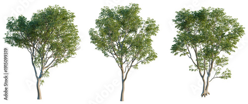 Fotografía Styphnolobium japonicum tree, elevation, front view, cutout, transparent backgro