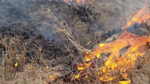 Burning Grass Fire in Field Dramatic Wildfire Nature Footage. Burning Grass Fire in Open Field Dramatic Wildfire Scene