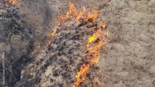 Fire in the forest. Burning dry grass destruction environmental 