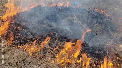 Fire in the forest flame burring forest. Wildland fire. wildfire. forest fire