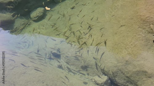 Fishes in Calm Pond Peaceful Nature. Fishes Swimming in Calm Pond Peaceful Nature Scene