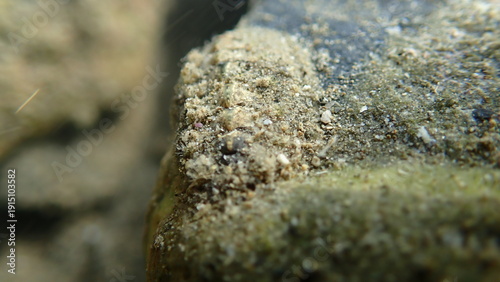 Fotografie Velvety mail chiton or velvety mail shell (Acanthochitona fascicularis) undersea