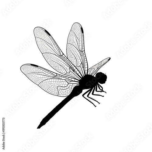 Beautiful black dragonfly with delicate wings in flight