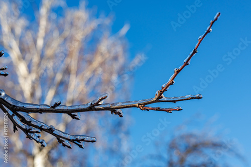 Tree branches covered in a thick layer of transparent ice after freezing rain against a clear blue sky and sunny winter forest