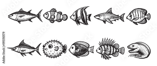 A collection of ten hand-drawn fish illustrations. These monochrome drawings create a vintage, nautical aesthetic, perfect for educational materials or seafood marketing campaigns.