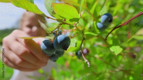 Girl picks ripe blueberry from bush and eats it with pleasure in summer garden. Healthy organic lifestyle and childhood joy concept at country house.