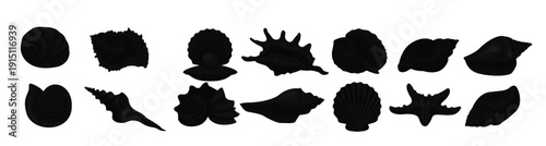 set of various seashells illustration isolated on white 