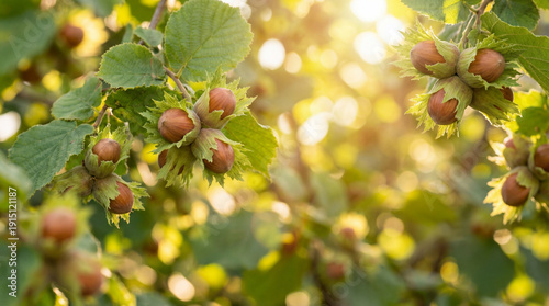 Noisettes mûres sur une branche de noisetier dans un verger ensoleillé