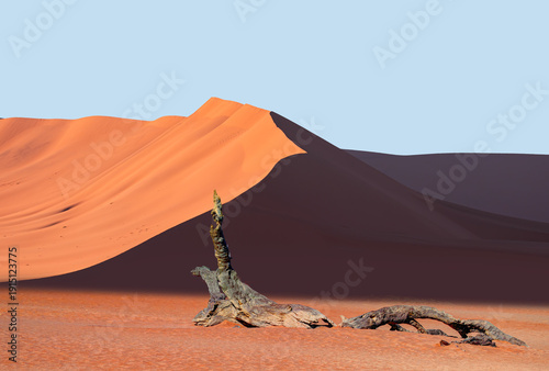 Tableau sur toile Dead trees in Dead Vlei - Sossusvlei, Namib desert, Namibia