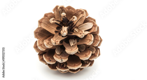 Close-up view of a single brown pine cone isolated on a white background, showcasing its natural texture and intricate scales.