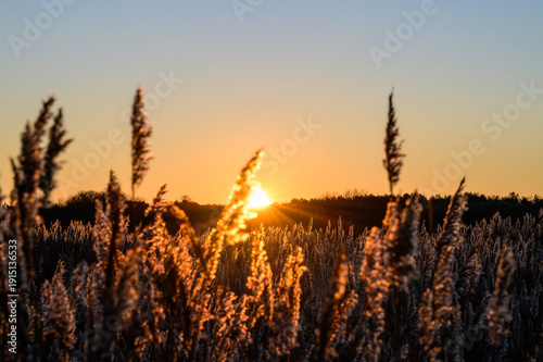 фотографія Sonnenaufgang im Schilf auf Borkum – Goldene Morgenstimmung an der Nordsee