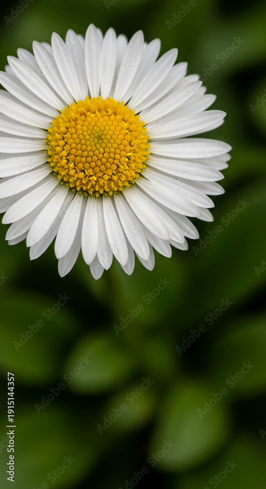 Obraz premium Close-up of white daisy flower with a yellow center against a green background, representing purity and freshness, with free space for text