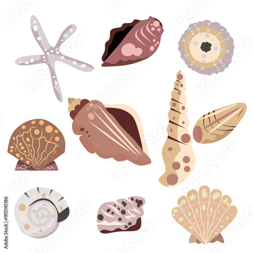 Cute Seashell Collection Vector Illustration