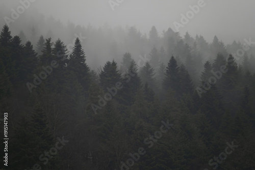 Misty forest landscape with dark evergreen trees in foggy weather