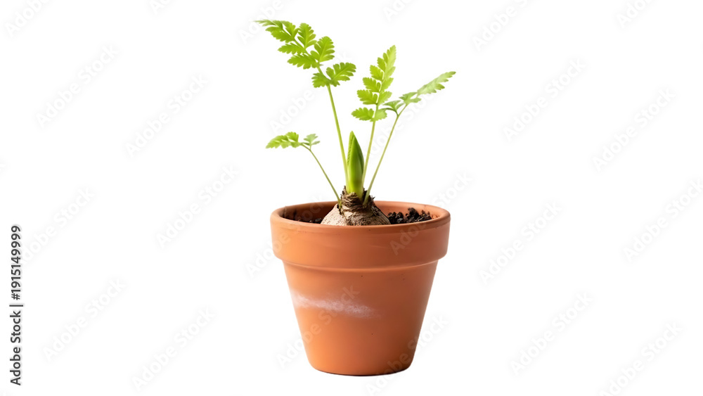 Obraz premium Small plant in a clay pot isolated against a transparent background. 