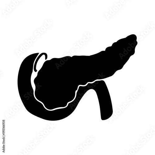 Pancreas Anatomy Illustration