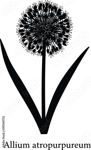 Allium Atropurpureum Botanical Illustration