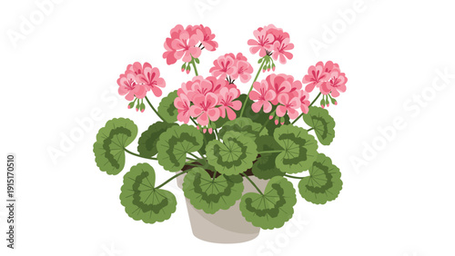 A beautiful vector illustration of a blooming pink geranium plant with vibrant flowers and lush green leaves, potted in a simple container.