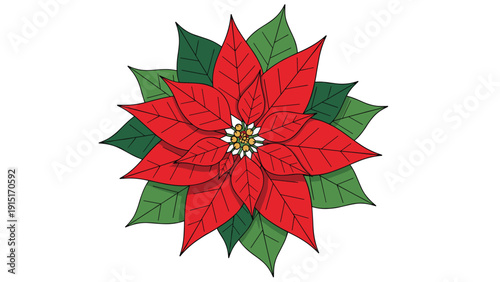A classic and elegant illustration of a vibrant red and green poinsettia flower, the traditional Christmas plant, viewed from above.