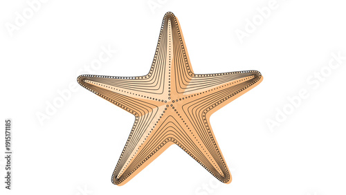 A beautiful and detailed vintage-style illustration of a starfish, created with an engraving or woodcut technique, featuring fine lines.