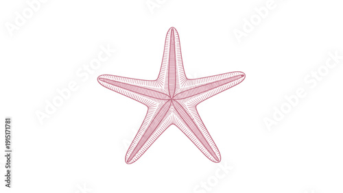 A creative and stylized vector illustration of a starfish, rendered with a delicate pink cross-hatching line pattern for a unique texture.