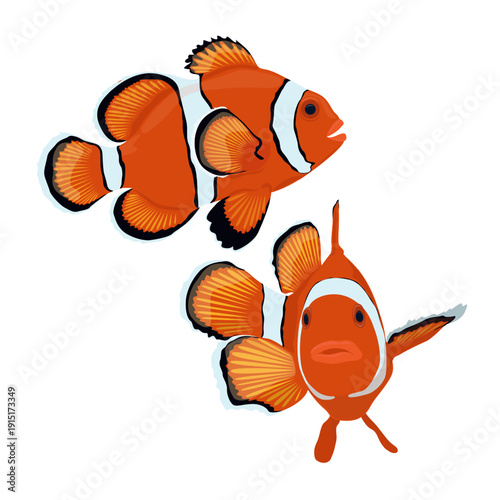 Clownfish Bright Tropical Reef Fish