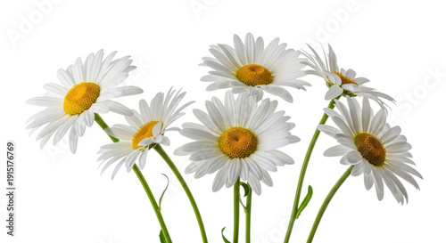 Beautiful white daisies with yellow centers isolated on transparent background
