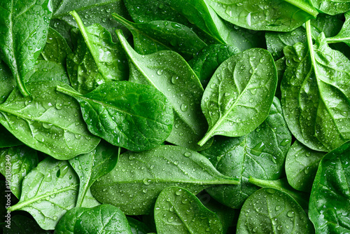 Obraz na plátně Full frame closeup of young spinach leaves with fresh water drops and rich natural color