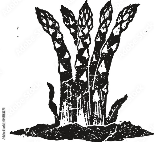 Asparagus vegetable spears growing from soil vintage black and white botanical illustration