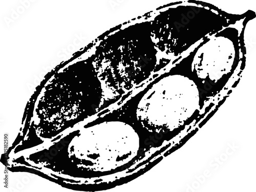 Pea pod with peas simple black and white hand drawn botanical illustration of legume seed pod, natural organic vegetable concept