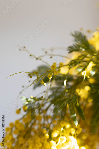 Foto fresh mimosa flowers background. first spring flowers