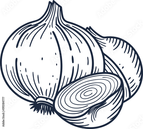 Hand drawn onions illustration with whole and sliced onion detailed line art drawing
