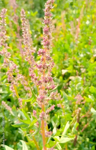 Close-up of Flowering Plant with Pinkish-Purple Blossoms in Natural Green Foliage"