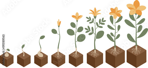 Isometric plant growth stages from seed germination to blooming flower, showing roots, leaves, botanical development cycle illustration concept