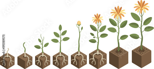 Isometric plant growth stages from seed germination to flowering, showing roots, leaves, development cycle illustration educational biology concept