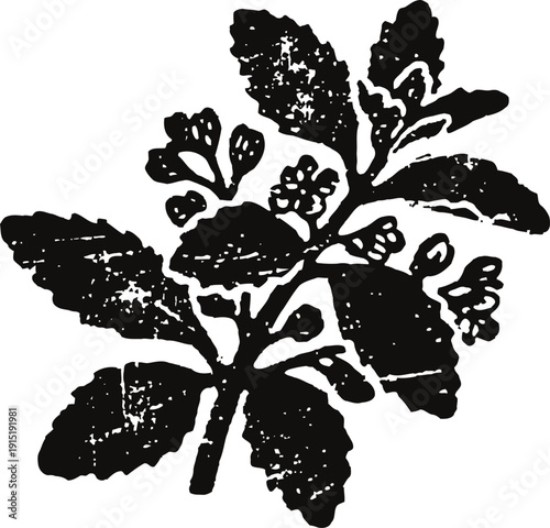 Vintage botanical illustration of a flowering plant branch with leaves and buds