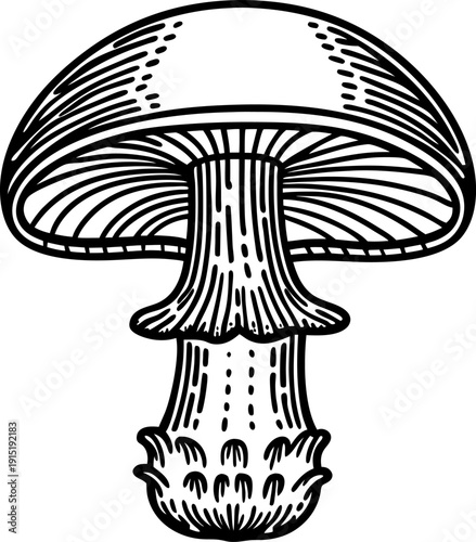 detailed black and white illustration of a single mushroom with gills and textured stem
