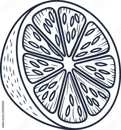 lemon slice outline drawing with seeds and details, fresh citrus fruit section illustration