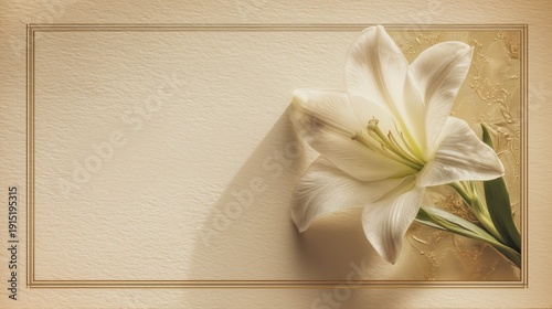 White lily flower arranged on textured background with blank space  