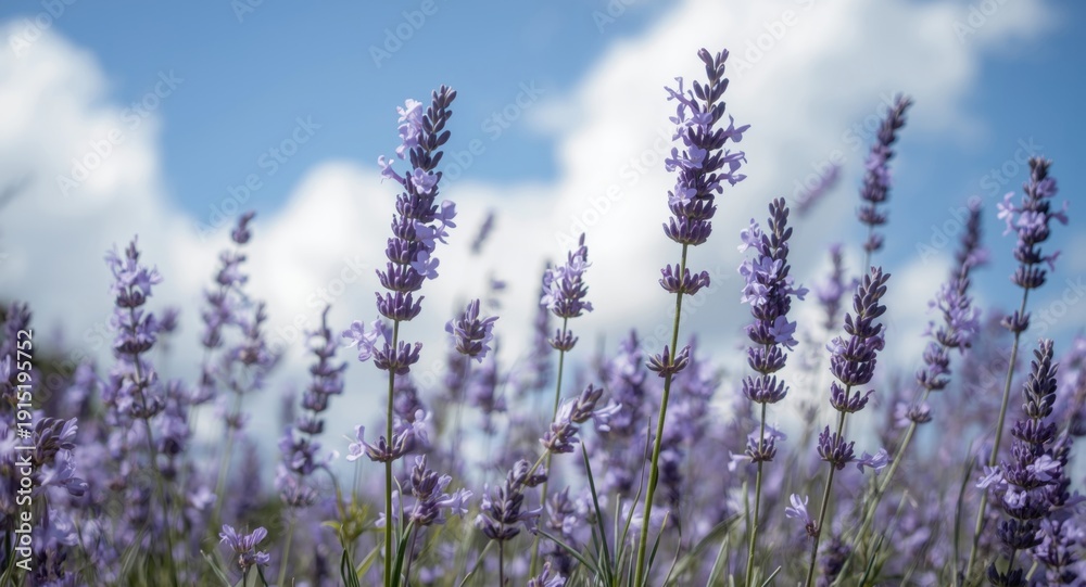 Fototapeta premium Graceful lavender blossoms capturing a relaxing summer day