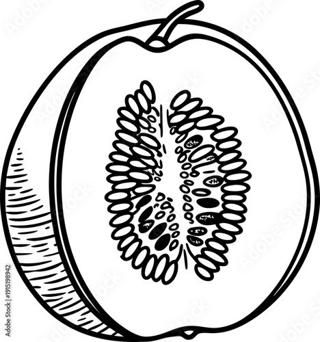 Line art illustration of a papaya fruit cut in half showing seeds and textured rind detail