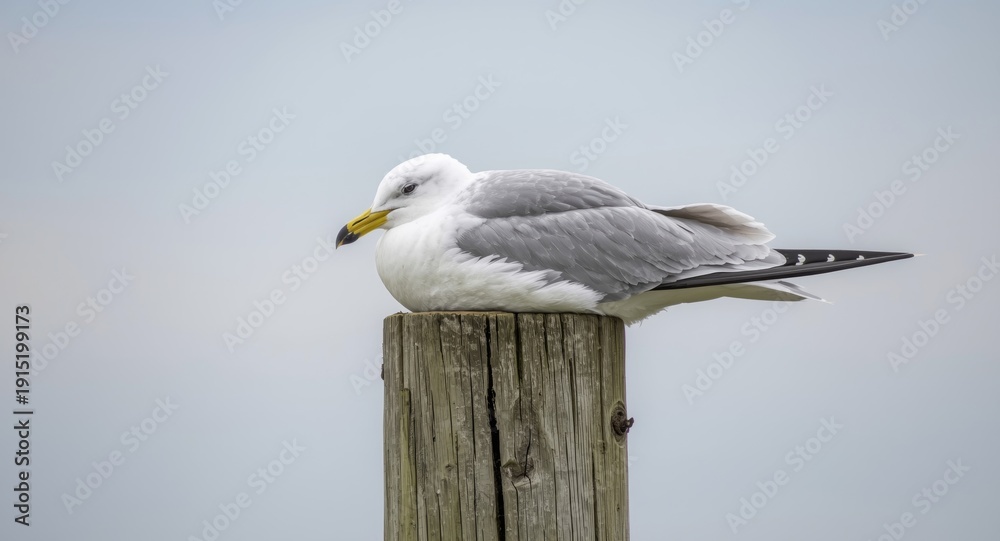 Obraz premium Hand-drawn coloring image of a seagull taking rest on a wooden pole