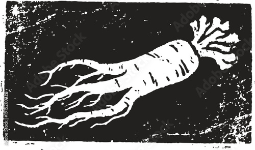 Vintage botanical illustration of ginseng root with texture background in monochrome