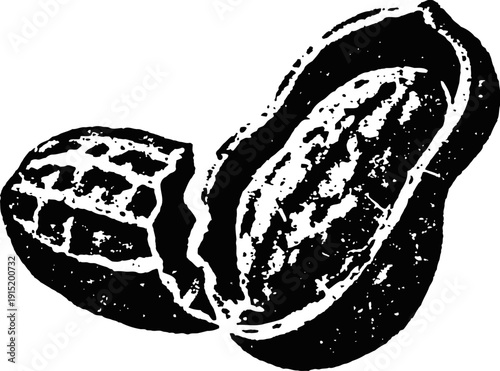 Cocoa bean cracked open with seed inside, detailed black and white vintage illustration
