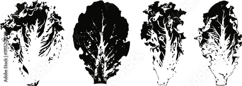 black and white lettuce leaves set silhouettes of fresh leafy vegetable variations isolated on white background