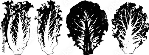 Black and white lettuce leaves set fresh vegetable illustrations, detailed plant texture, vintage botanical drawing
