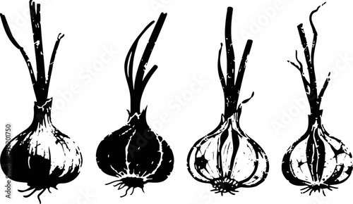 black and white garlic bulbs with stems illustration hand drawn garlic set, natural vegetable line art design