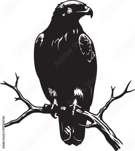 Bonellis Eagle Eagle Eagle on the branch in silhouette on white background.