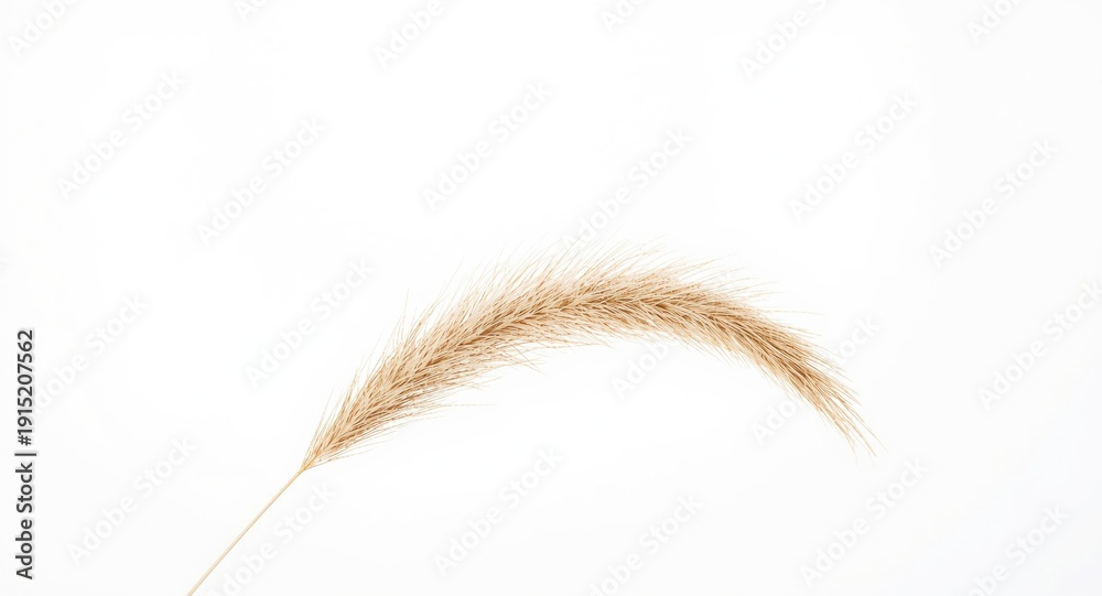 Fototapeta premium natural pampas grass stalk contrasted with a clean white background