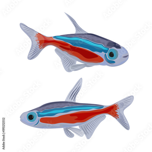 Neon Tetra Bright Tropical Aquarium Fish